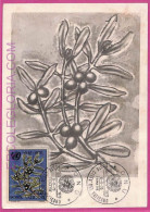 Ag3514 - VATICAN - POSTAL HISTORY - Maximum Card - 1970 ONU UNO Olives - Cartoline Maximum