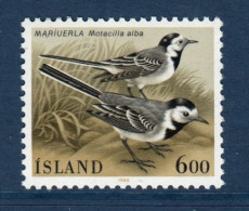 Island, Islande, Yv 597, Mi 644, **, Bergeronnette Grise, - Nuevos