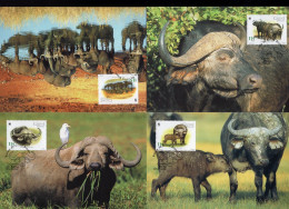 WWF MC Maxi Cards Complete Set Of 4 Guine Bissau 2002 African Buffalo - Cartes-maximum