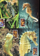 WWF MC Maxi Cards Complete Set Of 4 Malta 2002 Seahorse Marine Life - Cartes-maximum