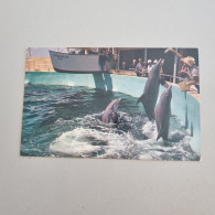 Uncirculated Postcard - FLORIDA - MIAMI - Sea Wonder Of The World - Miami