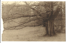 Belgique  - Lovenjoul -   Parc De Lovenjoul  - Arbre - Bierbeek