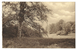 Belgique  - Lovenjoul -   Parc De Lovenjoul  - Arbre - Bierbeek