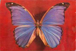 Postcard Animals Butterfly History National History Museum Morpho Mineiro Brasil - Papillons