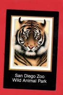 SAN DIEGO ZOO  TIGER  - Tigres
