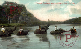 SRI LANKA CEYLON - CEYLAN. TEMPLE ELEPHANTS AFTER THEIR BATH KANDY - Sri Lanka (Ceylon)