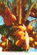 Postcard Bahamas Coconut Cluster Nassau - Bahamas