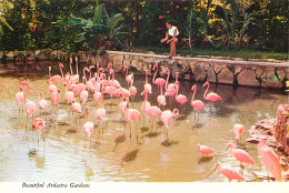 Postcard Bahamas Island Nassau Ardastra Gardens Flamingos - Bahamas