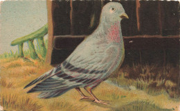 ANIMAUX - Oiseau - Pigeon - Paille - Carte Postale - Oiseaux