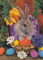 BUNNY, EASTER, EGGS, POSTCARD, ROMANIA - Papillons