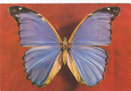 BUTTERFLY, POSTCARD, ROMANIA - Papillons