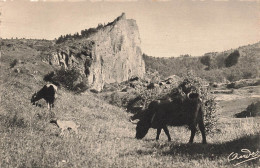 FRANCE - Chambon - Rocher Du Saut De La Pucelle - Bœufs - Carte Postale - Le Chambon-sur-Lignon