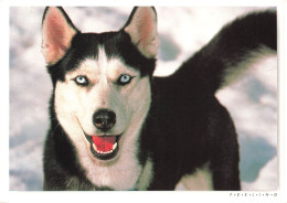 ANIMAUX - Joyeux Compères - Photo Ifa Diaf - Husky - Chien - Neige - Carte Postale - Hunde