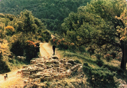 ANIMAUX - Montagnes - Chien - Troupeau De Moutons  - Colorisé - Carte Postale Ancienne - Autres & Non Classés