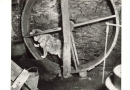 BELGIQUE - Liège - Musée De La Vie Wallonne - Chien Faisant Tourner La Roue Du Soufflet D'une Forge - Carte Postale - Liege