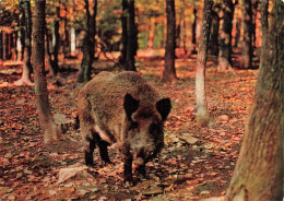 BELGIQUE - Ardennes Belges - Sanglier - Forêt - Automne - Carte Postale - Otros & Sin Clasificación