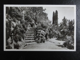 Monaco - Lot De Cp Photo  Jardin Exotique Vers 1945 - Non Circulées - Jardín Exótico