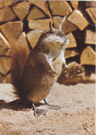 RODENT, SQUIRREL,  POSTCARD, ROMANIA - Collections & Lots