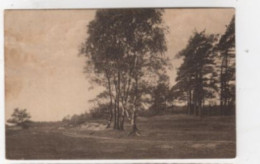 Weg Auf Der Heide 1919 - Arbres