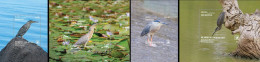 Penrhyn 2023, Birds, Henron,4Blocks - Marine Web-footed Birds