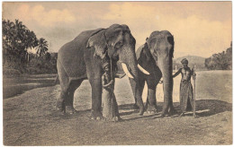 Sri Lanka - Ceylon - Colombo - Elephants - Carte Postale Vierge - Sri Lanka (Ceylon)