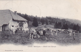 CPA SUISSE - BALLAIGUES - Chalet Des Cernys En 1905 - Troupeau De Vaches - Editeur Lausanne N° 3014 Bis - Ballaigues