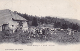 CPA SUISSE - BALLAIGUES - Chalet Des Cernys En 1905 - Troupeau De Vaches - Editeur Lausanne N° 3014 Bis - Ballaigues