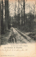 BELGIQUE - Environs De Bruxelles - Une Drève Dans La Forêt De Soignes - Carte Postale Ancienne - Ohne Zuordnung