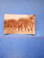 In The Game Reserve-fp-1949 - Giraffen