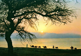 19709 SUNRISE ON THE DEAD SEA   ( 2 Scans) - Israel