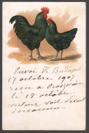 COMO - PRIMA ESPOSIZIONE DI ANIMALI DA CORTILE - SETTEMBRE 1905 - GALLINE - AGRICOLTURA - ALLEVAMENTO (CW233) - Ausstellungen