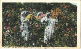 ** T3 Denver (Colorado), Dahlia Farm, Picking Dahlias, From Postcard Booklet (wet Damage) - Unclassified