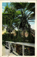 ** T3 Florida, Cocoanut Trees In Beautiful Florida (EB) - Unclassified