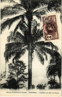* T1 Dahomey, Cueillette Des Noix De Palme / Palm Tree Harvesting - Sin Clasificación