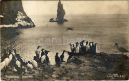 * T2/T3 Flugebjerg, Bjornoen / Group Of Penguins On The Coast. Eneret Mittet & Co. 18/40. - Sin Clasificación