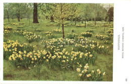 ** T2 London, Royal Botanic Gardens, Kew, Daffodils - Non Classés