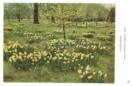 ** T2 London, Royal Botanic Gardens, Kew, Daffodils - Unclassified