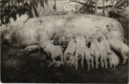 ** T2/T3 Koca A Malacaival / Sow Pig With Her Piglets. Photo (EK) - Non Classés