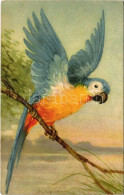 ** T2/T3 Parrot. 326/2. S: A. Wagner (EK) - Zonder Classificatie