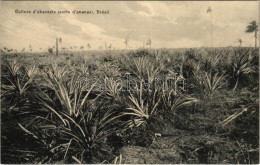 * T2 Brésil, Culture D'abacaxis (sorte D'ananas) / Brazilian Folklore, Pineapple Plantation, Farm. A. Zoller Editeur - Ohne Zuordnung