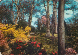 Postcard United Kingdom England Windsor Great Park 1979 - Windsor