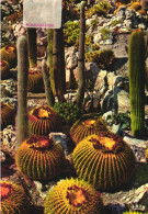 PLANTS, CACTUSSES, CACTI, EXOTIC GARDEN, FRANCE, POSTCARD - Cactus