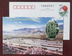 Cucumber,China 2003 Lingyuan The Largest Pollution-free Greenhouse Vegetable Production Base In Northern China PSC - Gemüse