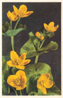 FLEURS PLANTES ARBRES - Fleurs - Caltha Palustris - Populage Des Marais - Carte Postale Ancienne - Bloemen