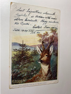 Deer Animal Hunting Topic Rafael Neuber Edition E Döcker Coecker Signed Graphic Art 17398 Post Card POSTCARD - Döcker, E.