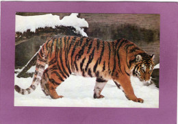 Tigre Dans La Neige   Photo  Atlas Photo - Tigres