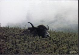 BHUTAN Yak Mammal Fauna Golden Takin Toursl Picture Postcard BHOUTAN - Bután