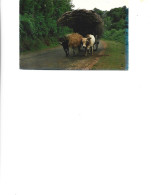 Sri Lanka - Postcard Unused - Bullock Cart - Sri Lanka (Ceylon)
