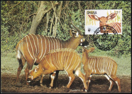 WWF 1983 Ghana Bongo Maximumkarte MK/MC - Cartes-maximum