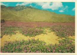 DESERT VERBENAS, ARIZONA, UNITED STATES. UNUSED POSTCARD   Zq1 - Cactus